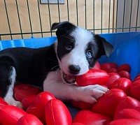 Nilah of Austrian Diamonds, Border Collie Hündin. Mein Frauli ist Claudia Fischer. Sie ist Sängerin, Schauspielerin und Regisseurin. Außerdem unterrichtet sie Gesang und Sprechtechnik. Mit mir macht sie Obedience, DogDance und ganz viele Tricks.