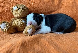 Nilah of Austrian Diamonds, Border Collie Hündin. Mein Frauli ist Claudia Fischer. Sie ist Sängerin, Schauspielerin und Regisseurin. Außerdem unterrichtet sie Gesang und Sprechtechnik. Mit mir macht sie Obedience, DogDance und ganz viele Tricks.