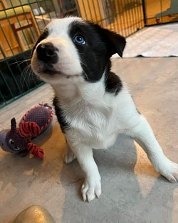 Nilah of Austrian Diamonds, Border Collie Hündin. Mein Frauli ist Claudia Fischer. Sie ist Sängerin, Schauspielerin und Regisseurin. Außerdem unterrichtet sie Gesang und Sprechtechnik. Mit mir macht sie Obedience, DogDance und ganz viele Tricks.