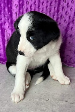 Nilah of Austrian Diamonds, Border Collie Hündin. Mein Frauli ist Claudia Fischer. Sie ist Sängerin, Schauspielerin und Regisseurin. Außerdem unterrichtet sie Gesang und Sprechtechnik. Mit mir macht sie Obedience, DogDance und ganz viele Tricks.