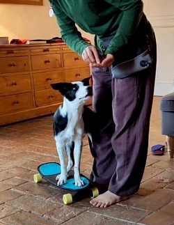Skatebord