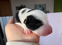 Nilah, geboren am 29. Januar 2023 um 23:48