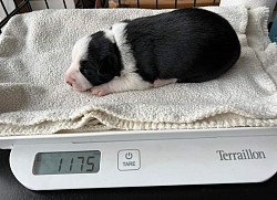 1175g