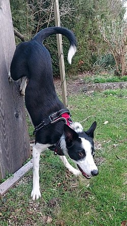 Handstand