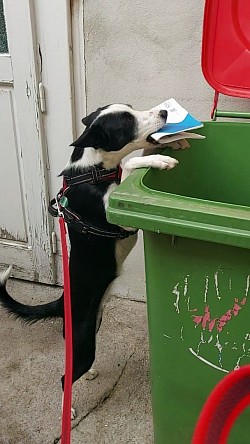 Altpapier wegwerfen