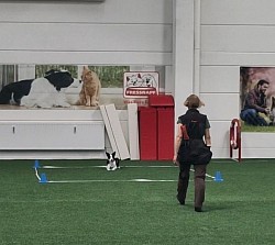 School of dog