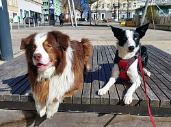 Mit Benny am Dornerplatz