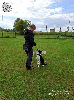 Rally Obedience-Training