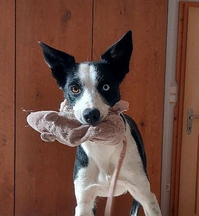 Nilah of Austrian Diamonds, Border Collie Hündin, geboren 29.1.2023, Frauli: Claudia Fischer