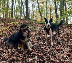 Lumpi treffen wir manchmal auf unseren Spaziergängen