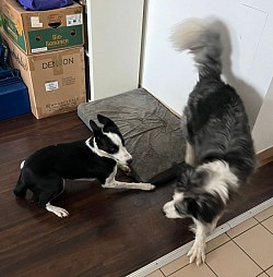 Mein neuer Freund, Fynn! Freu mich auf viele, gemeinsame Spaziergänge.